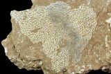 Ordovician Bryozoans (Chasmatopora) Plate - Estonia #98024-1